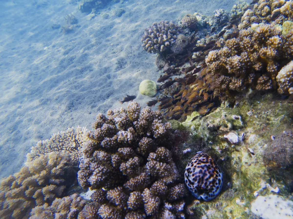 Crescimento Recife Coral Ilha Exótica Costa Águas Rasas Paisagem Costeira — Fotografia de Stock