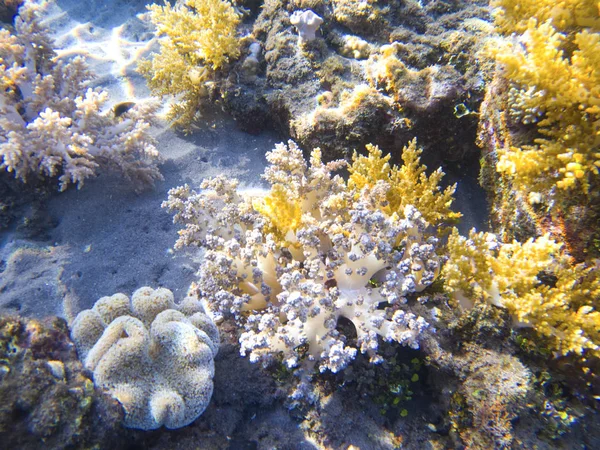 White and yellow sea plant. Exotic island shore shallow water. Tropical seashore landscape underwater photo. Coral reef animal. Sea nature. Undersea view of marine life. Coral reef landscape