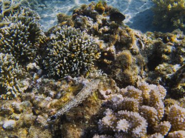 Mercan ile tropikal deniz sualtı manzara. Tropik sahil mercan resif balık ile. Dalış veya dalış sualtı banner şablon. Deniz yaz tatil aktivitesi. Akvaryum arka plan