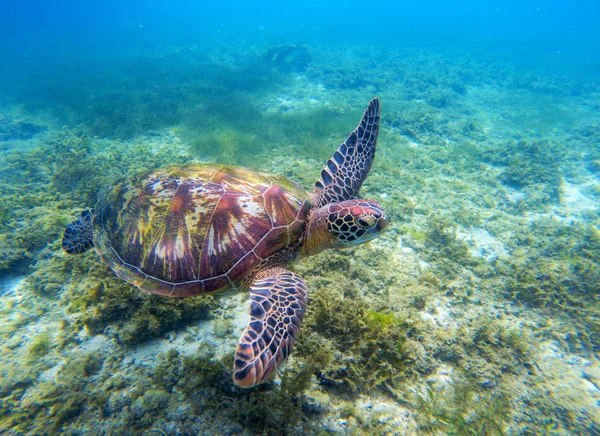 Green sea turtle above seaweeds. Tropical nature of exotic island. Olive ridley turtle in blue sea water. Sea tortoise swims underwater. Undersea photo. Protected marine animal in natural environment