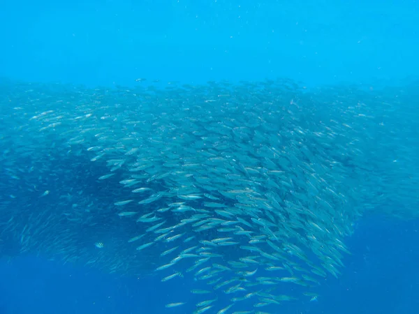 Sardines Kolonie Blauwe Zee Enorme Vis School Onderzeese Foto Enorme — Stockfoto