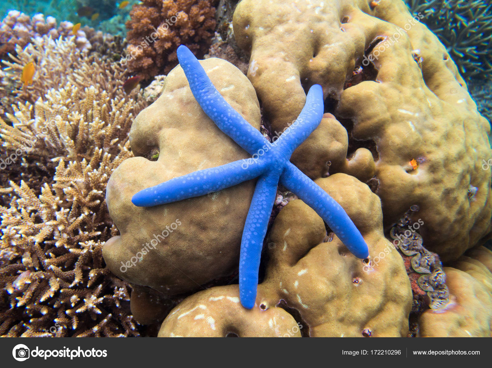 reef star