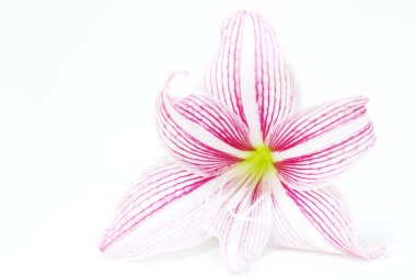 Beyaz pembe lily çiçek portre fotoğrafı. Çiçek kadınsı banner şablon. Bahar çiçek lily. Moda düğün davetiyesi. Beyaz arka plan üzerinde beyaz zambak. Güzellik Salonu çiçek dekor. Romantik tebrik kartı