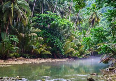 Orman orman yeşil tropikal nehirde. Yaz seyahat manzara sakin nehir su üzerinde palmiye yaprağı. Green river ağaçların yansıması ile. Tropikal peyzaj rahatlatıcı. Tropikal orman ormanda hiking