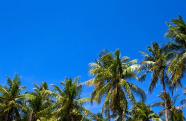 Coco palm ağaçlar, güneşli tropic yatay. Tropikal palmiye ağaçları siluet gökyüzü üzerinde. Güneşli tropik ada fotoğraf. Egzotik ada seyahat banner şablon. Coco palm ağaçlar manzarası. Hindistan cevizi avuç içi kartpostal