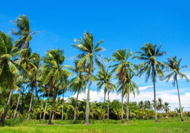 Coco palm ağaçlar, iyimser yatay. Palmiye ağaçları ile tropikal doğa görünümü. Güneşli tropik ada fotoğraf. Egzotik ada seyahat banner şablon. Tropik ada tarım. Hindistan cevizi avuç içi büyüyen