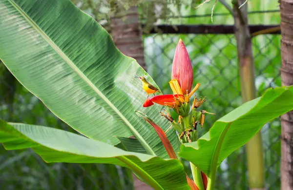 Piccolo Uccello Tropicale Sul Fiore Banana Ulivo Indietro Sunbird Maschio — Foto Stock