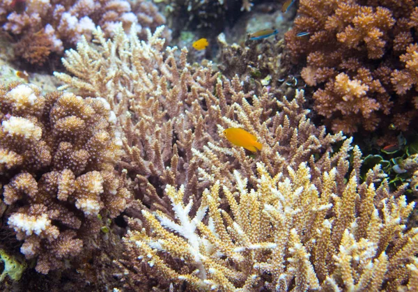 Underwater landscape with yellow fish. Sea shore environment. Tropical seashore underwater photo. Coral reef and tropical fish. Sea fish and corals. Undersea view of marine life. Coral reef landscape