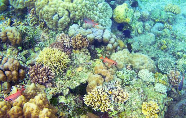 Underwater landscape with tropical fish. Coral diversity. Exotic island shallow water wildlife. Seashore landscape underwater photo. Coral reef life. Sea nature. Sea fish in coral. Coral landscape