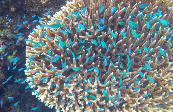 Neon blue tropical fish in coral. Exotic island shallow water wildlife. Tropic seashore landscape underwater photo. Coral reef animal. Sea nature. Sea fish in coral. Marine life. Coral landscape