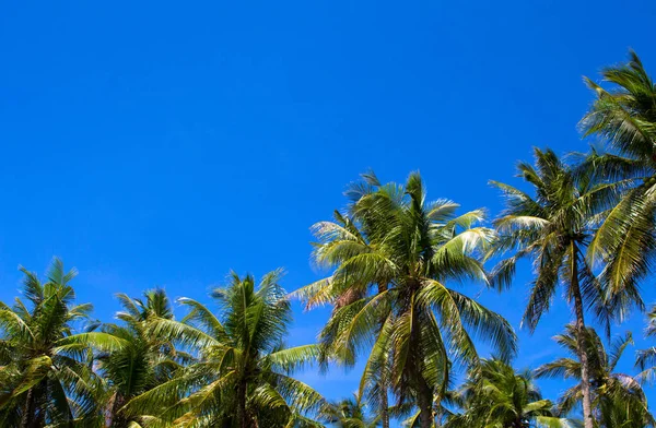 Soleado Paisaje Tropical Con Palmeras Coco Silueta Palmeras Tropicales Sobre — Foto de Stock