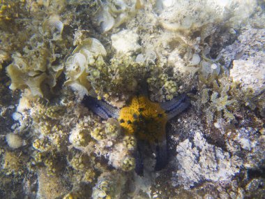 Sualtı manzara mercan ve mavi sarı deniz yıldızı. Yastık denizyıldızı deniz suyu içinde. Sığ deniz suyu. Deniz kıyısı sualtı hayvan. Yıldız balık beyaz kum üzerinde. Mercan ve deniz hayvan