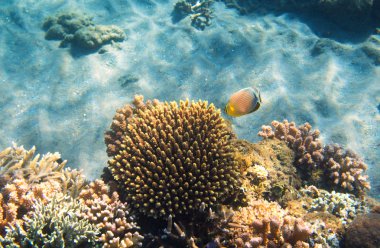 Kelebek balık ve mercan kayalığı ile sualtı manzara. Butterflyfish sualtı fotoğraf. Mercan kayalığı. Deniz dibinde mercan ekosistem ile birlikte. Tropik sahil dalış. Deniz yardım manzara. Tropic lagoon
