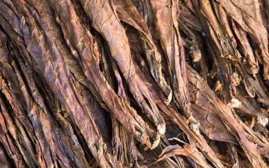 Tütün arka plan closeup fotoğraf bırakır. Altın Tütün yaprağı Pazar ekranda yığını. Tütün üst görünümden kurutma. Tütün bitki yaprak arka plan. Doğal yasaktır madde. Sigara ham ek görüntü