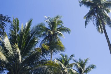 Mavi gökyüzü arka plan üzerinde yeşil palmiye ağacı kron. Doğal coco palm fotoğraf. Yaz tatil seyahat banner şablon. Egzotik palmiye yaprağı süsleme. Tropik ada doğa. Güneş ışığı yeşil palmiye orman