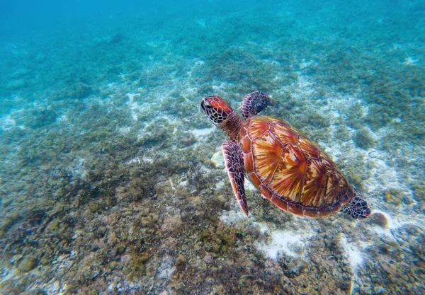 Wild sea turtle in seashore. Green sea turtle closeup. Endangered species of tropical coral reef. Marine tortoise photo. Tropic sea shore fauna. Summer travel seaside activity. Sea turtle snorkeling