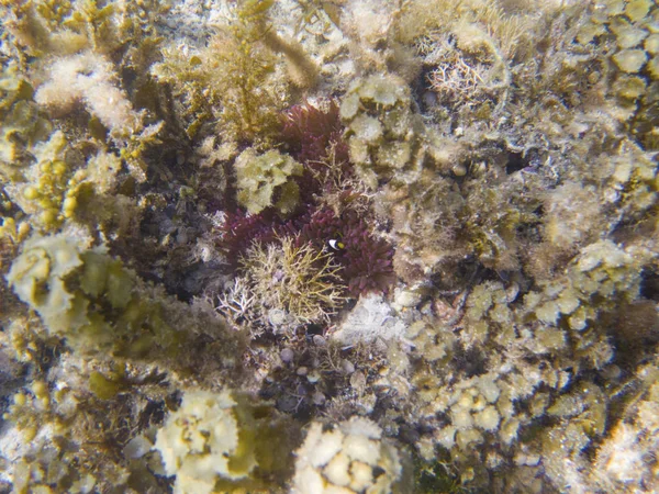 Anemonefish Lub Clown Fish Fry Actinia Podwodny Krajobraz Fotografia Dzikość — Zdjęcie stockowe