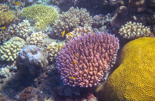 Unterwasserlandschaft Mit Korallenriffen Und Tropischen Fischen Bunte Korallen Unterwasser Foto — Stockfoto