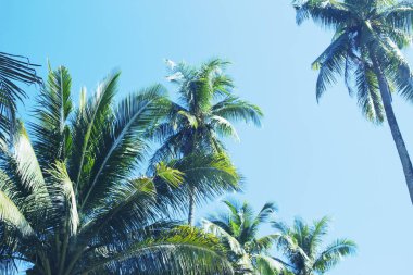 Mavi gökyüzü arka plan üzerinde yeşil palmiye ağacı kron. Coco palm canlı tonda fotoğraf. Yaz tatil seyahat banner şablon. Egzotik palmiye yaprağı süsleme. Tropik ada doğa. Yeşil palmiye orman ışığında