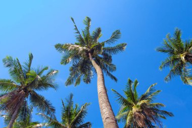 Mavi gökyüzü arka plan üzerinde yeşil palmiye ağacı. Coco palm ağacı zemin görünümü fotoğraf. Yaz tatil seyahat banner şablon. Egzotik palmiye yaprağı. Tropik ada doğa kartpostal. Yeşil palmiye ağaçları sıcak güneşli