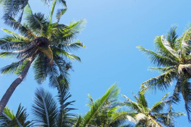 Mavi gökyüzü arka plan üzerinde yeşil palmiye ağacı kron. Canlı coco palm fotoğraf. Yaz tatil seyahat banner şablon. Egzotik palmiye yaprağı süsleme. Tropik ada doğa. Güneş ışığı yeşil palmiye orman