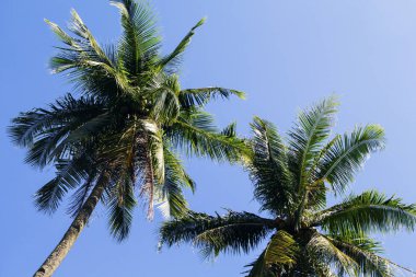 Kabarık palmiye ağacı taç güneşli mavi gökyüzü arka plan üzerinde. Palmiye ağaç taç yaprak yeşil üzerinde sky ile. Coco palm ağaç görünümü yerden. Palmiye yaprağı sakinleştirmek. Yaz seyahat afiş. Egzotik ada doğa görüntü
