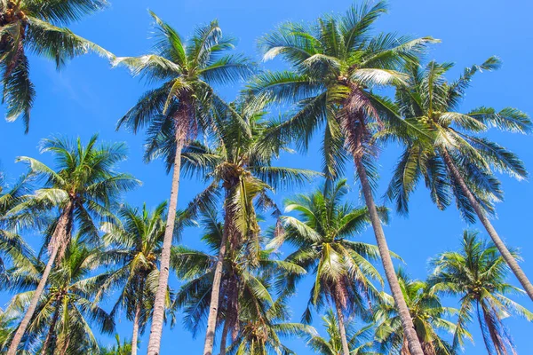 青い空を背景に背の高いヤシの木の庭 パームの写真 夏の休暇のバナーのテンプレートです エキゾチックなヤシの葉の飾り 熱帯の島の旅行 エキゾチックな自然 日当たりの良い天空で緑のヤシの木 — ストック写真