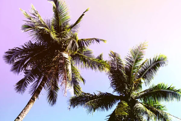 Fluffiga Palm Tree Crown Soliga Blå Himmel Bakgrund Romantisk Rosa — Stockfoto