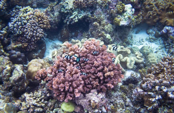 Růžové Pruhované Korálového Korálových Ryb Podmořská Krajina Fotografie Fauna Flóra — Stock fotografie