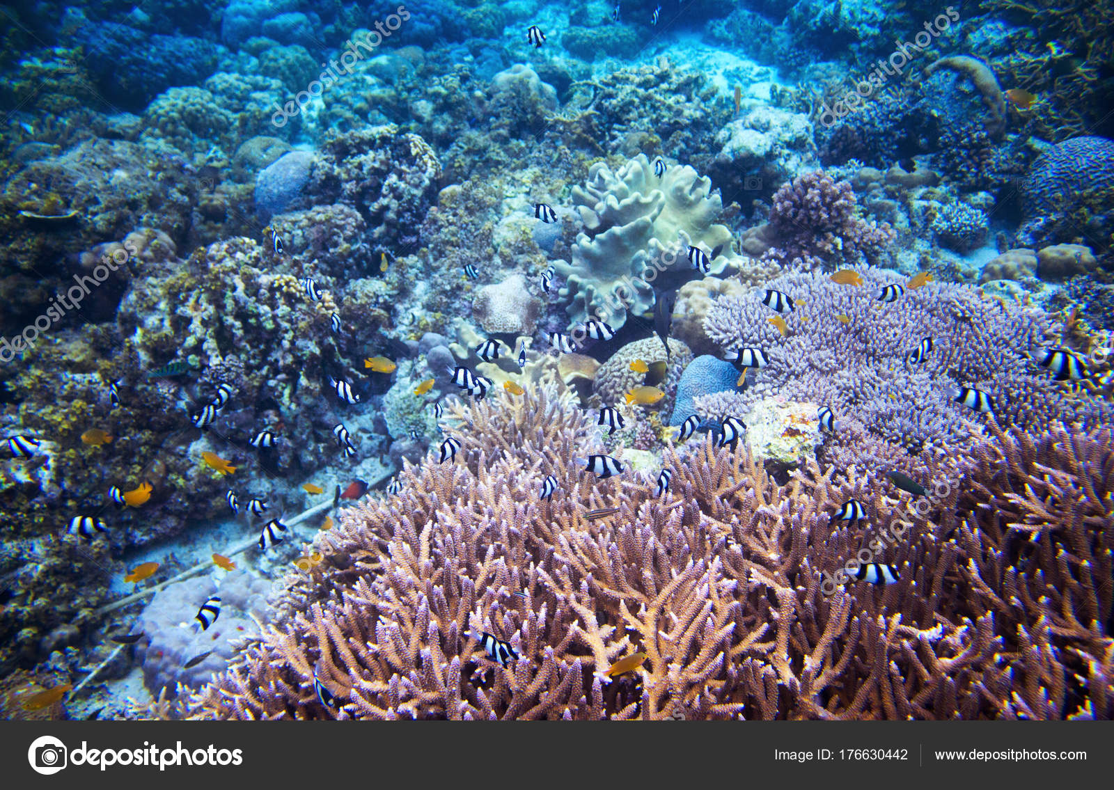 Paysage Sous Marin Avec Barrière Corail Photo Scène Sous - 