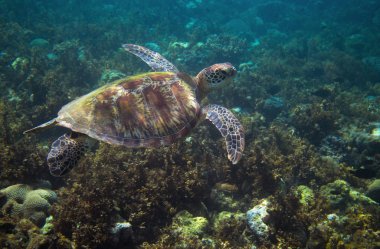 Deniz kaplumbağası yosun üzerinde yüzüyor. Tropik ada deniz kıyısı doğa. Deniz kaplumbağa dalış veya dalış afiş. Zeytin yeşil kaplumbağa sualtı fotoğraf. Deniz hayvan denizaltı. Tropikal deniz vahşi doğa
