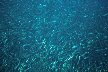 Sardalye mavi okyanus su okulda. Büyük balık koloni sualtı fotoğraf. Balık yüzme deniz suyu içinde gümüş. Uskumru shoal ticari balıkçılık için. Okyanus sualtı yaban hayatı. Seafish deniz ürünleri için