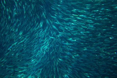 Sardalya balık okyanus suyu, kolonimizde. Büyük balık okul sualtı fotoğraf. Gümüş Balık deniz suyu içinde yüzüyor. Uskumru shoal ticari balıkçılık için. Oceanic yaban hayatı sualtı afiş. Seafish deniz ürünleri için