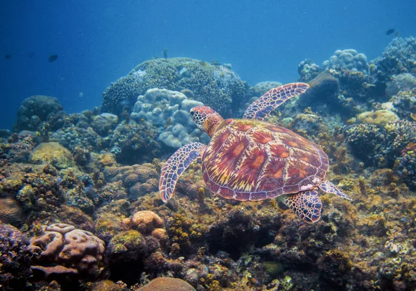 Sea turtle swims above seaweed. Tropical island seashore nature. Sea tortoise snorkeling banner background. Olive green turtle underwater photo. Marine animal undersea. Wild nature of tropical sea