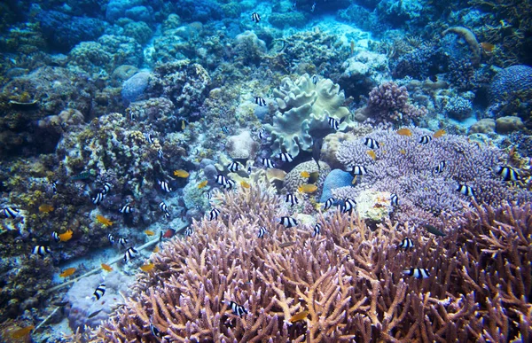 Paisagem Subaquática Com Recife Coral Foto Cena Submarina Fauna Flora — Fotografia de Stock