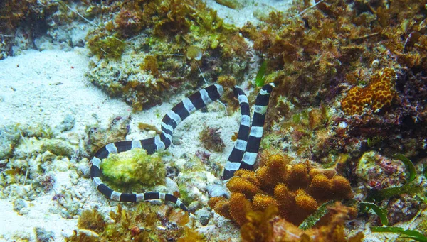 Black and white sea snake underwater photo. Dangerous marine animal. Poisonous sea snake swims in shallow water. Striped seasnake. Seaside life threat. Aquatic animal. Seashore snorkeling threat