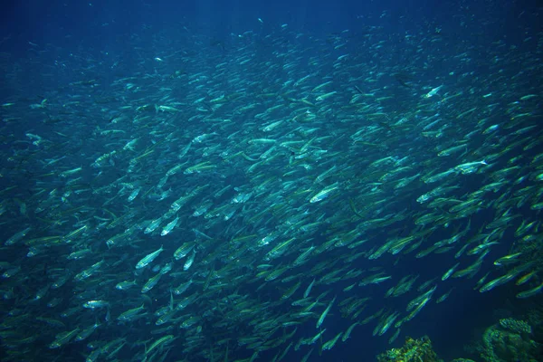 深い青色の海のイワシの植民地 巨大な魚は 海底写真を学校します 銀の魚は海水で泳ぐ サバは 商業漁業をショールします 水中の海洋野生動物 魚介類の Seafish — ストック写真