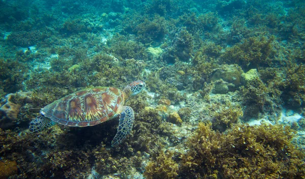 거북이 밑바닥에 먹는다 자연입니다 거북이 스노클링 다이빙 배너입니다 사진입니다 해저입니다 — 스톡 사진