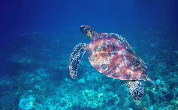 Sea turtle swims in blue sea water. Wild green sea turtle closeup. Tropical coral ree wildlife. Tortoise undersea. Tropic seashore ecosystem. Big turtle in blue water. Aquatic animal underwater photo