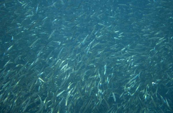 Колония Сардин Океане Массивная Рыбная Школа Подводное Фото Огромная Рыбная — стоковое фото