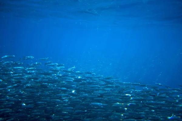 Sardiner Skola Djupa Blå Havet Massiva Fisk School Undervattenskabeln Foto — Stockfoto