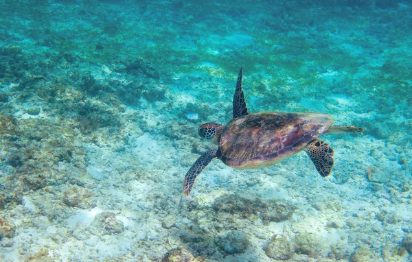 Green sea turtle in turquoise sea water. Tropical nature of exotic island. Olive ridley turtle in blue sea water. Sea tortoise in tropical lagoon underwater. Undersea photo. Protected marine animal