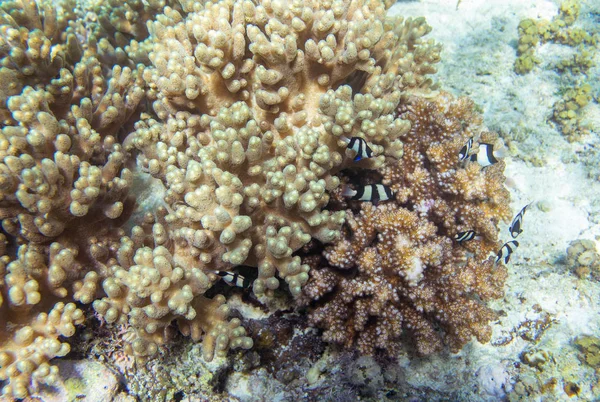Prokládané Korálové Ryby Růžové Korály Podmořská Krajina Fotografie Přírodní Scéna — Stock fotografie