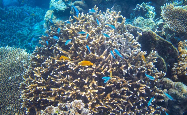 Pesci Tropicali Gialli Blu Corallo Foto Paesaggio Subacqueo Pesce Corallo — Foto Stock