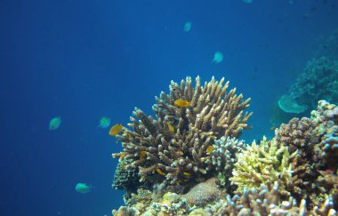 Tropikal balık mavi denizi ile mercan. Sualtı manzara. Fauna ve flora tropikal kıyı. Mercan resif sualtı fotoğraf. Tropik bölgelerde snorkeling. Egzotik ada deniz tatil. Akvaryum afiş