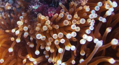 Actinia dokunaçlar. Sualtı closeup fotoğraf. Denizaltı doku. Yaban hayatı sahne tropikal kıyı. Anemon çiçeği macrophoto. Tropic içinde şnorkel. Egzotik ada deniz tatil. Akvaryum afiş. Deniz hayvan