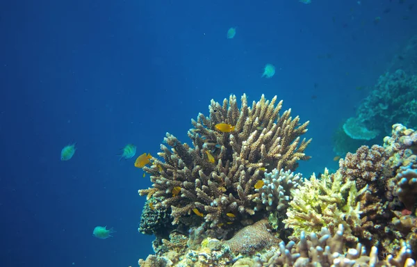 珊瑚礁与热带鱼在蓝色的海 海底景观 热带海岸的动植物群 珊瑚礁水下照片 在热带地区浮潜 异国情调的海岛海滨度假 水族馆横幅 — 图库照片