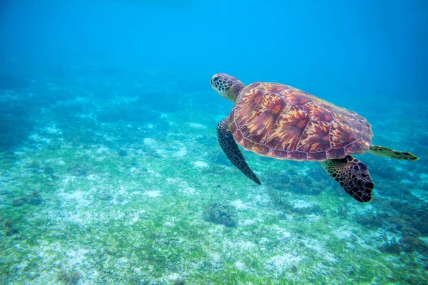 Deniz Kaplumbağası Tropikal Lagün Içinde Tropik Ada Deniz Kıyısı Doğa — Stok fotoğraf