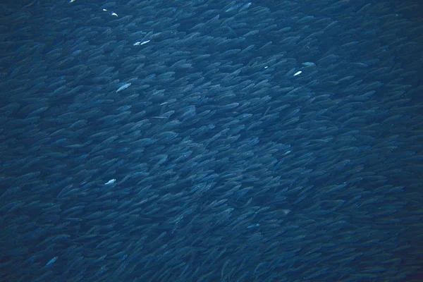 Sardellen Kolonie Tiefblauen Ozean Pelagische Meeresfische Riesige Fischschule Unterwasser Foto — Stockfoto