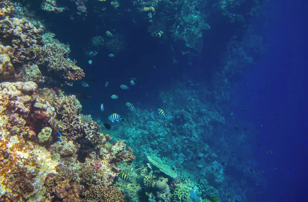 Korallenriffwand Mit Tropischen Fischen Tiefseelandschaft Fauna Und Flora Der Tropischen — Stockfoto